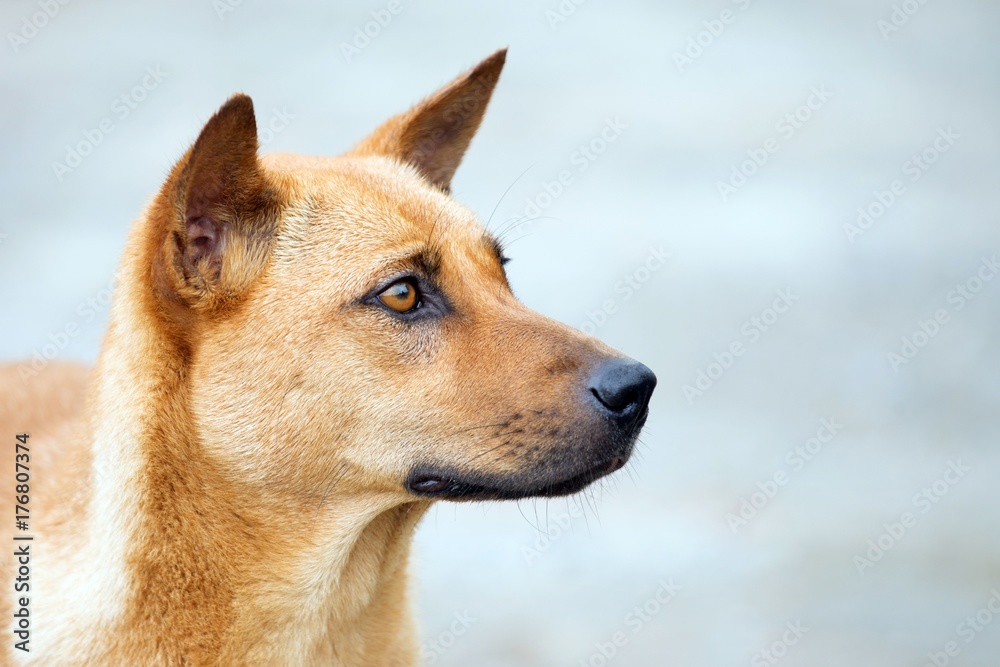 Dog shy guilty is a shelter hound dog waiting  looking up with lonely eyes an intense stare outdoors in nature.