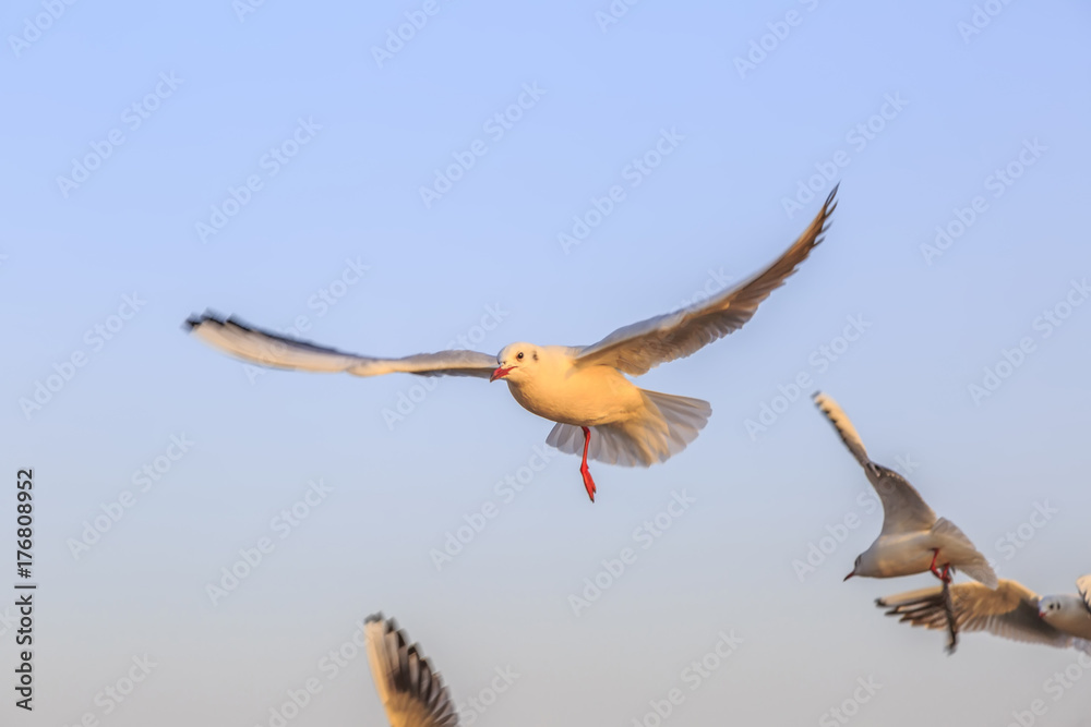 Obraz premium Seabirds