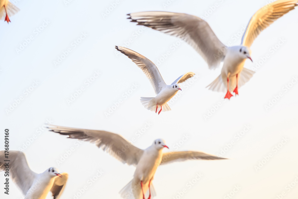 Fototapeta premium Seabirds