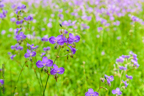 Crested serpent flower field