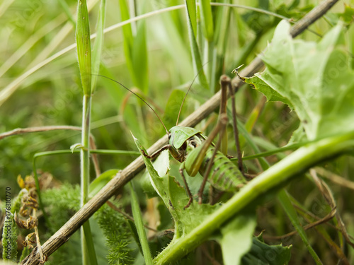 The grasshopper sits on a grass
