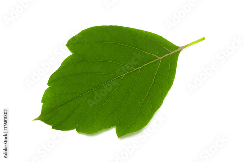 Green leaf