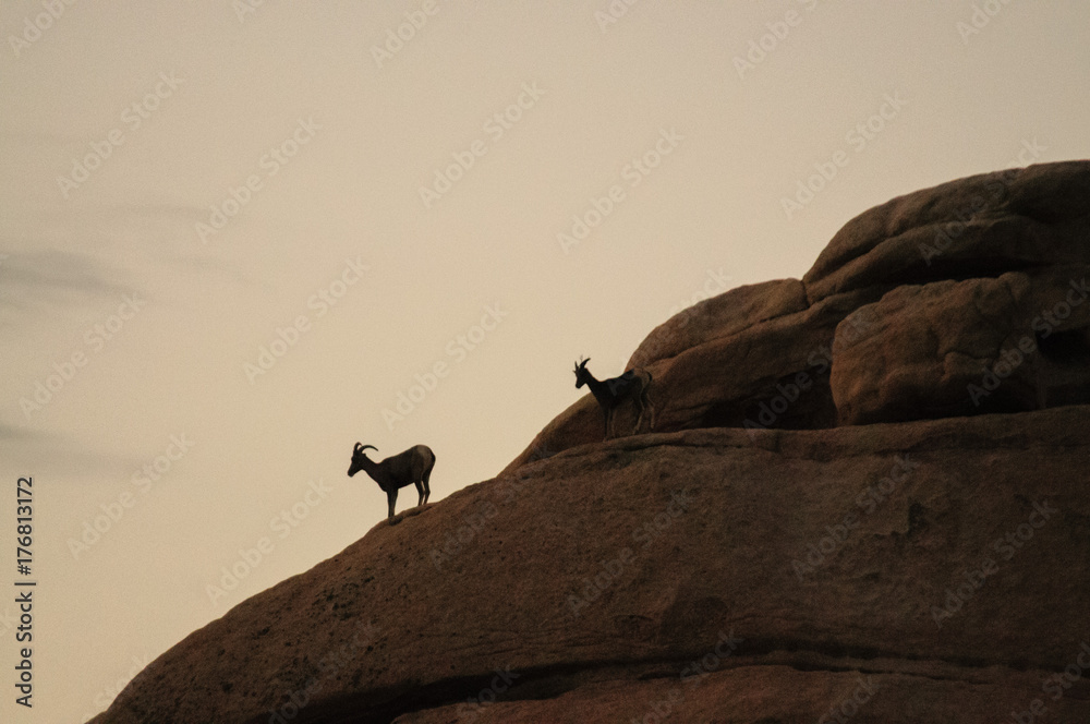 Desert Bighorn Sheep standing on a rock at Dawn Desert Bighorn Sheep standing on a rock at Dawn