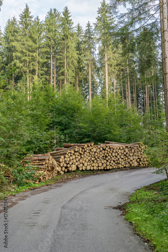 needle tree forest / Coniferous forest with forest path and wood pile 