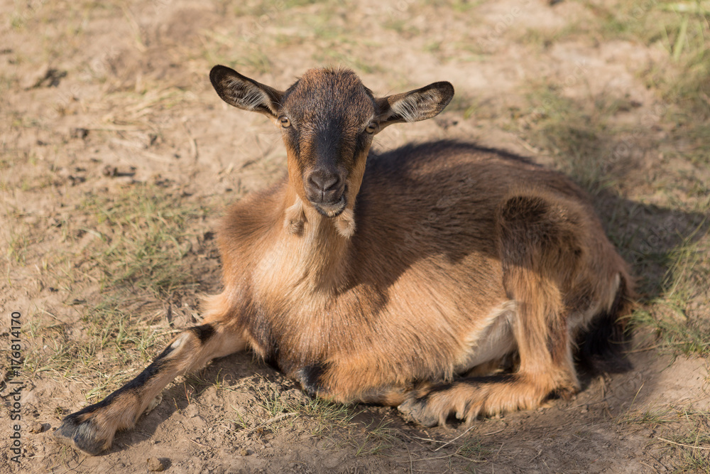 Fototapeta premium a brown goat grazing in a meadow