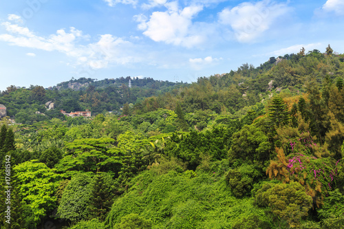 Mountain forest