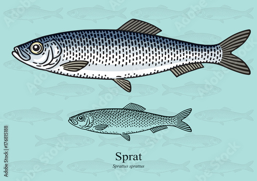 Sprat. Vector illustration for artwork in small sizes. Suitable for graphic and packaging design, educational examples, web, etc.