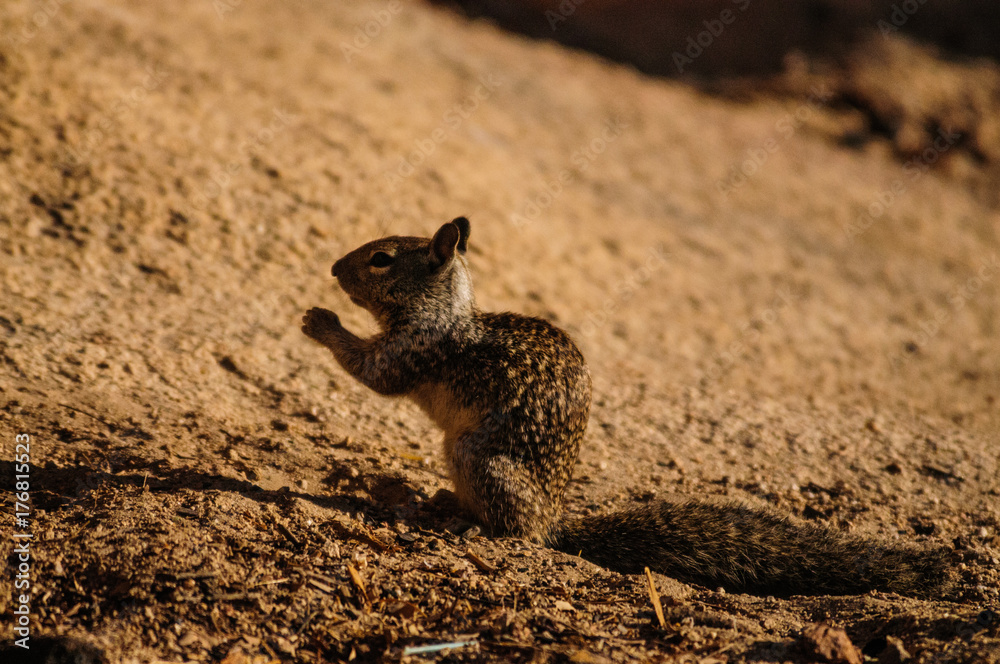 Fototapeta premium California Ground Squirrel