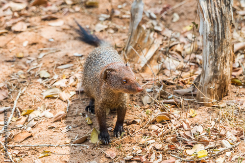 Ruddy mongoose (Herpestes smithii), Yala national park, Sri Lanka.