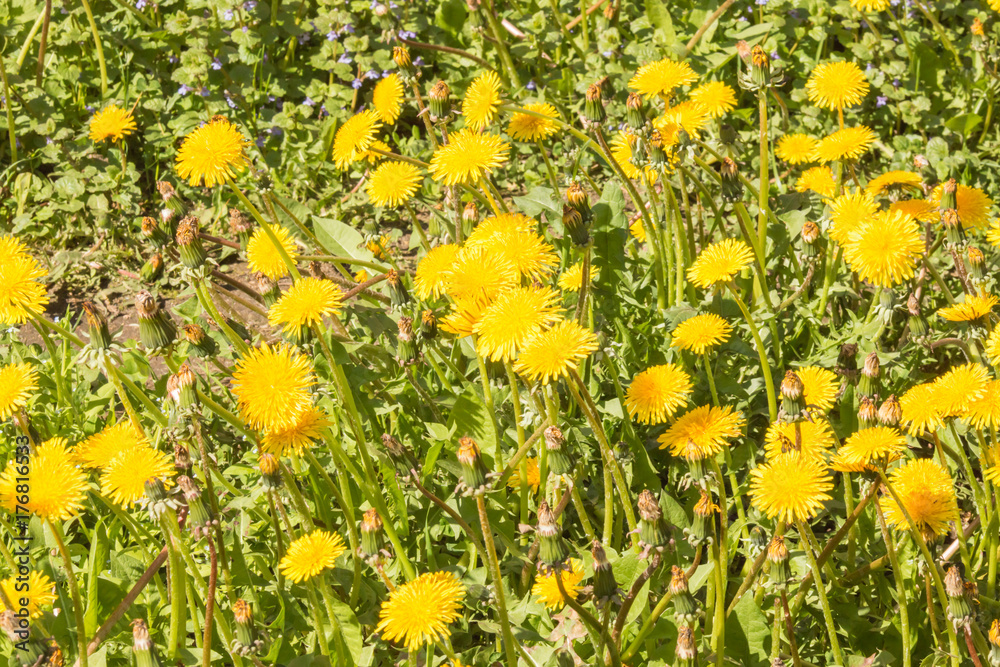 field of yellow dandelions on a sunny day background field of yellow dandelions on a sunny day background