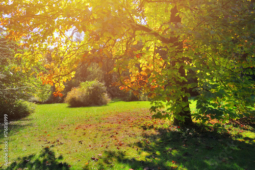 Early Fall Foliage Autumn Trees with Sunlight in Pannonhalma Arboretum  Hungary