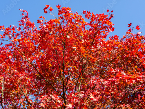 Rote Ahornblätter am Baum