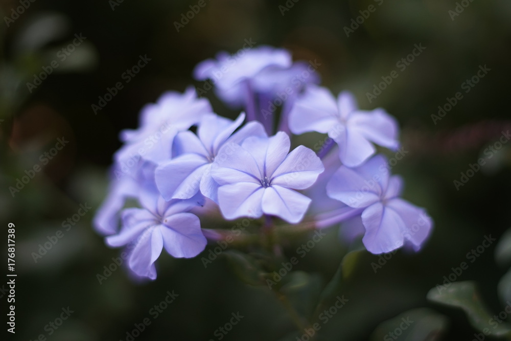 flores lilas flores lilas