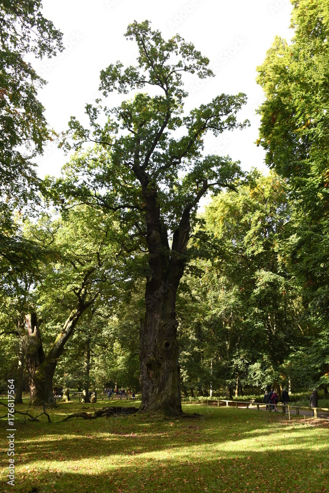 Ivenack, 1000-jährige Eichen, Baumwipfelpfad Ivenack, 1000-jährige Eichen, Baumwipfelpfad