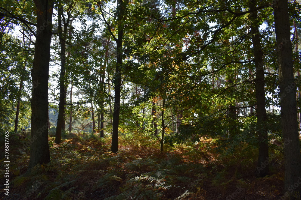 Autumn forest in the netherlands Autumn forest in the netherlands