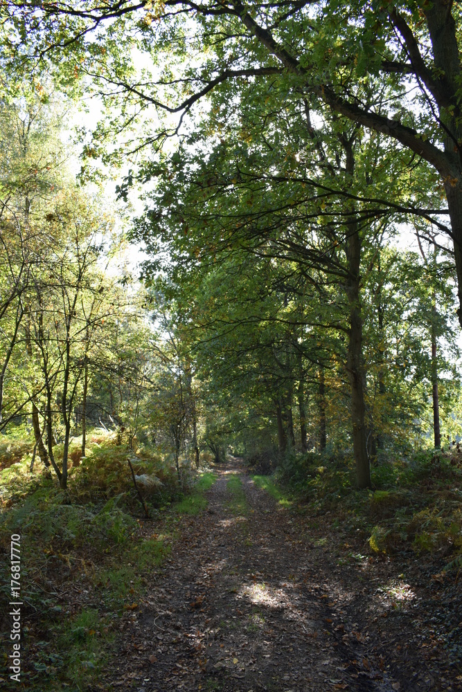 Autumn forest in the netherlands Autumn forest in the netherlands