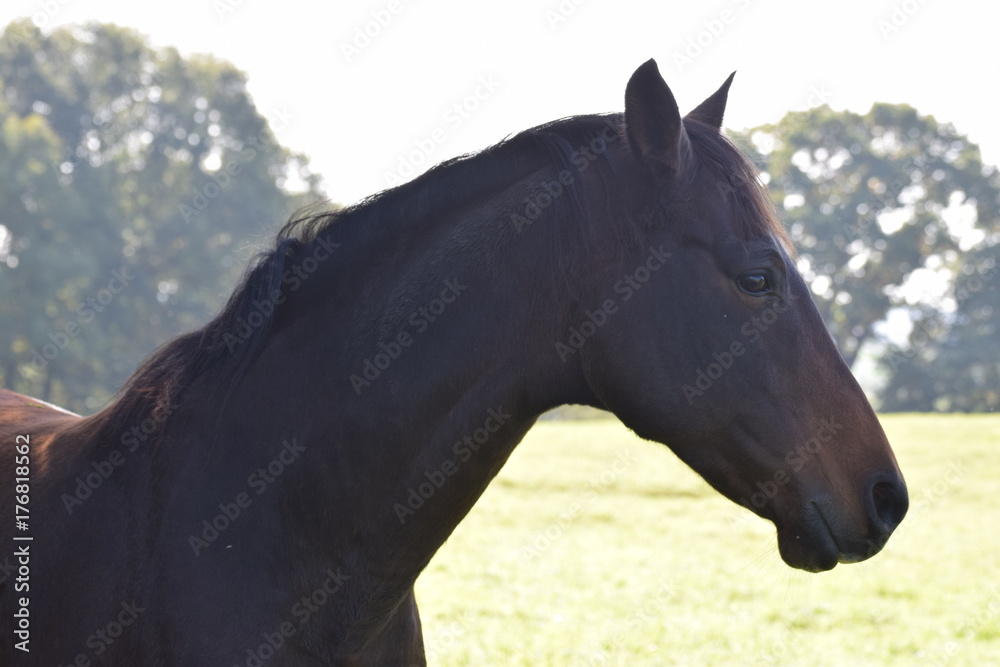 Fototapeta premium Dark horse in a field of grass in the netherlands
