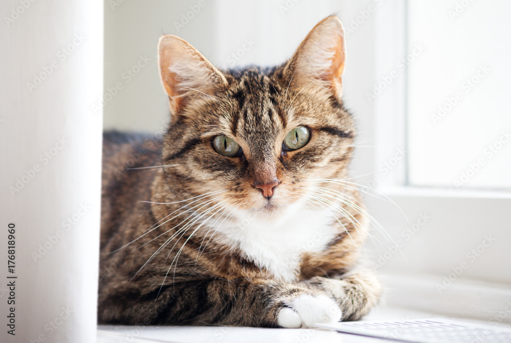 Portrait of a smart looking cat Portrait of a smart looking cat
