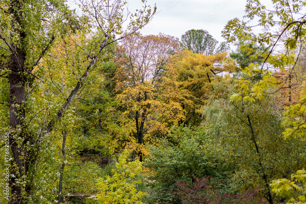Bright yellow foliage of trees in the city autumn park
Bright yellow foliage of trees in the city autumn park