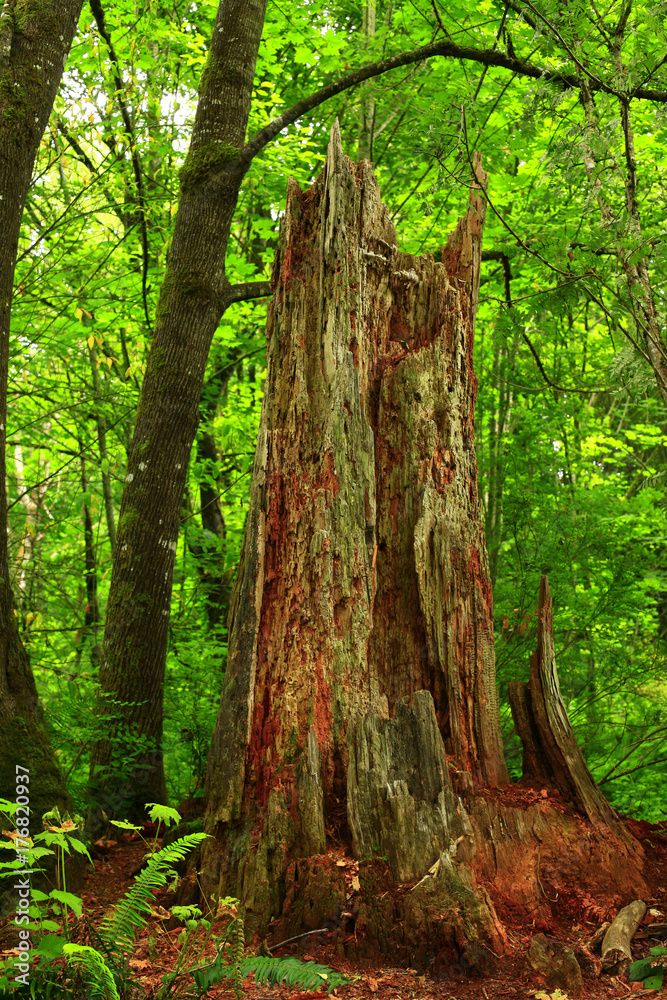 a picture of an Pacific Northwest forest and felled conifer tree a picture of an Pacific Northwest forest and felled conifer tree