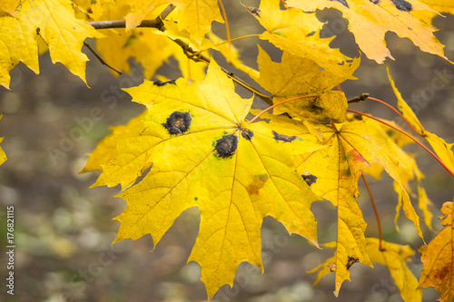 Rhytisma atserinum on autumn maple leaves. Disease maple leaves. photo