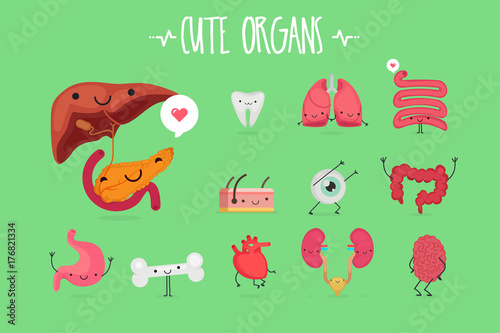 Cute Organ set: Vector image