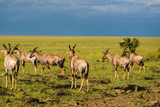 A beautiful Topi antelope on the green grassland