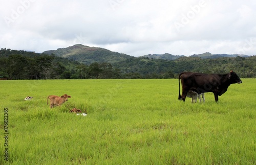 Cows in field, Venezuela
