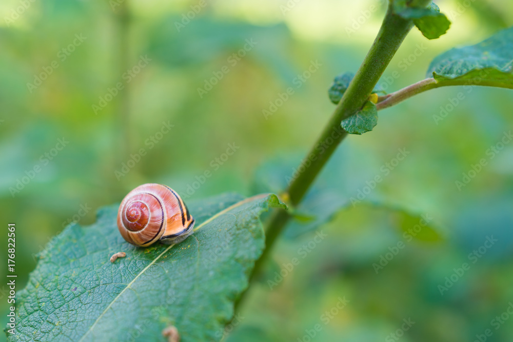 snail on a leaf