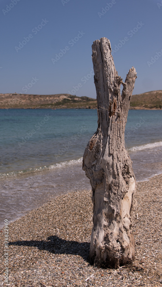 Arbre mort sur la plage