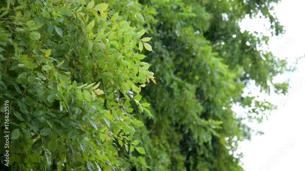Heavy rain with Trees background swaying in the wind. Heavy rain with Trees background swaying in the wind.