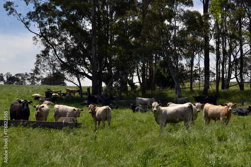 Schilderij op canvas The group of cows in a farm in Tarrawara, Australia
