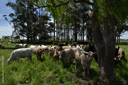 Foto The group of cows in a farm in Tarrawara, Australia