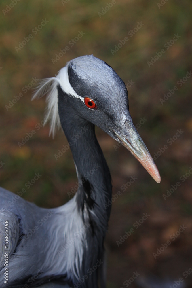 demoiselle crane 1