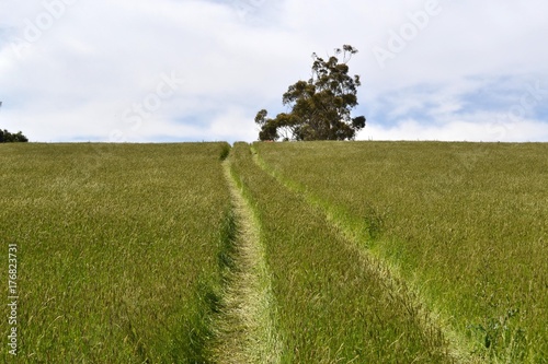 The plain landscape of grassland, in Tarrawara, Victoria, Australia photo