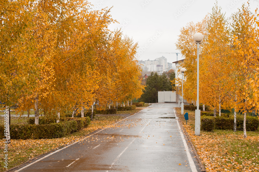 Obraz premium fall city Park, fall leaf,