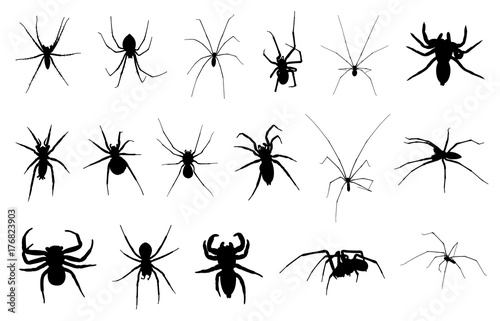 Set of different spiders isolated on white © DeCe