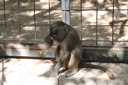 Scimmietta triste
