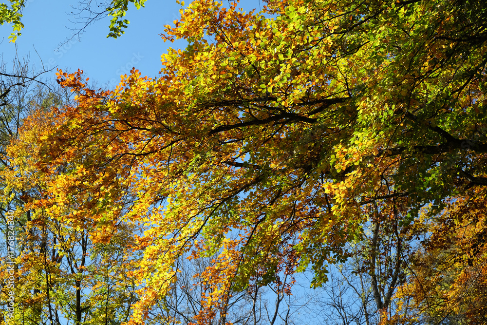 Herbstblätter