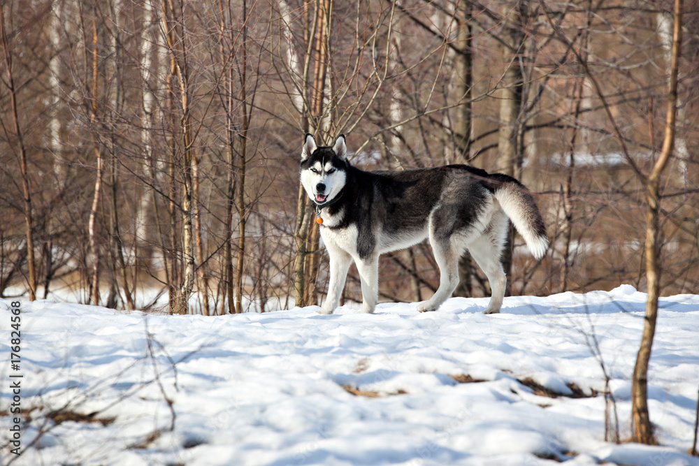 Naklejka premium Dog breed Siberian Husky in winter forest