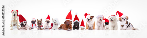 Photography large group of dogs wearing santa claus hats and costumes