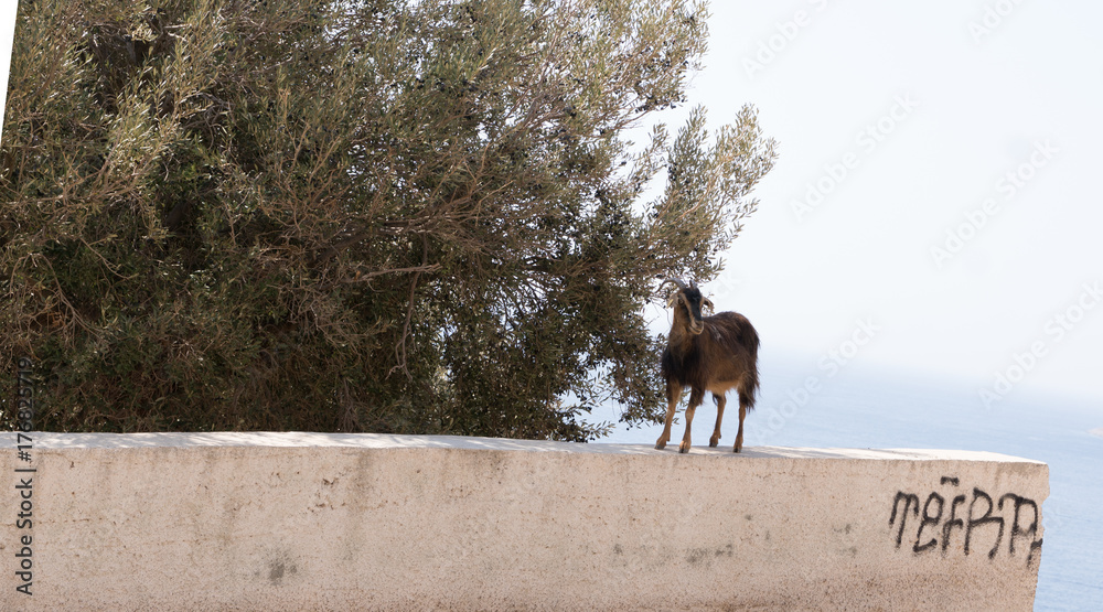 Naklejka premium Une chèvre à Kalimnos
