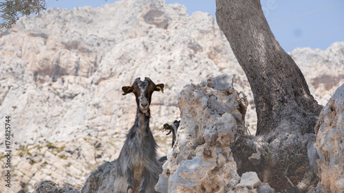 Une chèvre à Kalimnos photo