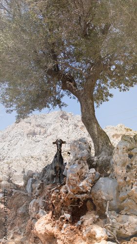 Une chèvre à Kalimnos photo