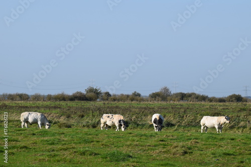 Cows grazing in a field of grass in the Netherlands