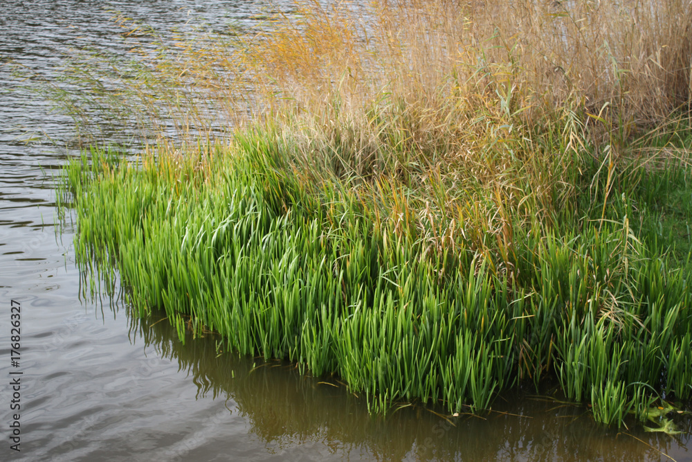 Obraz premium Water side view of river grass.