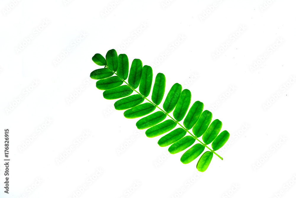 leaves green on white background leaves green on white background