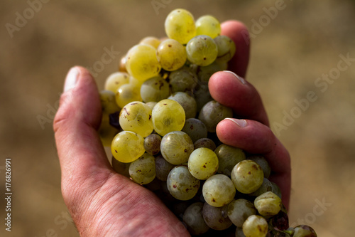 Grappe de raisin