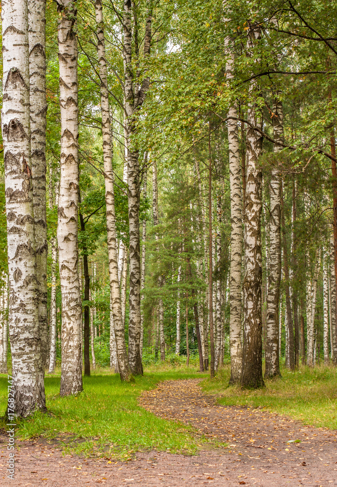 Naklejka premium Piękny brzozowy gaj i ścieżka