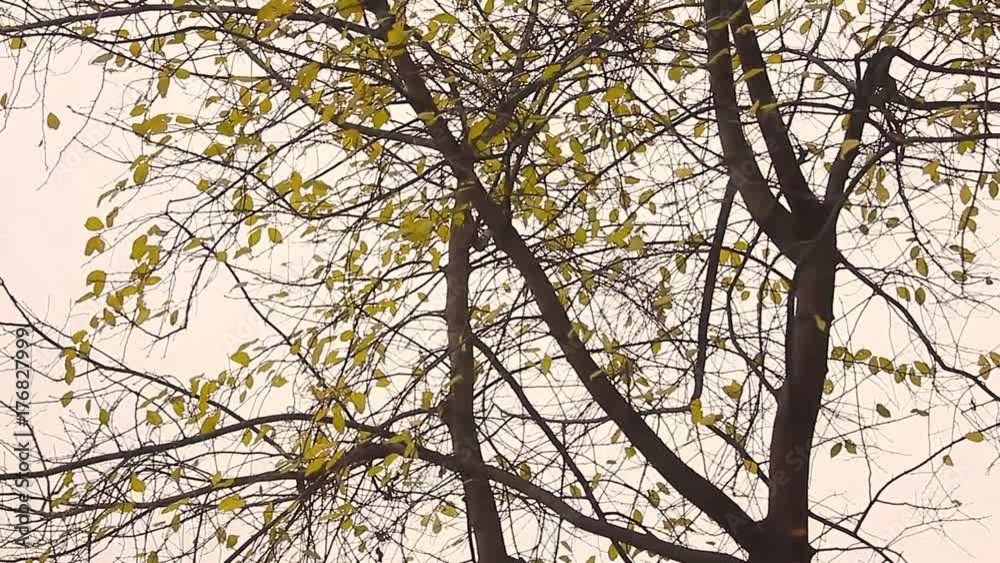 Fall leaves trees. Autumn scene. Deciduous forest in warm November. Fall leaves trees. Autumn scene. Deciduous forest in warm November.